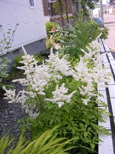 アスチルベ白花
